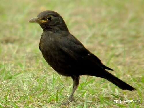 乌鸫(dōng),从全身黑色和浅色的眼圈可以看出.