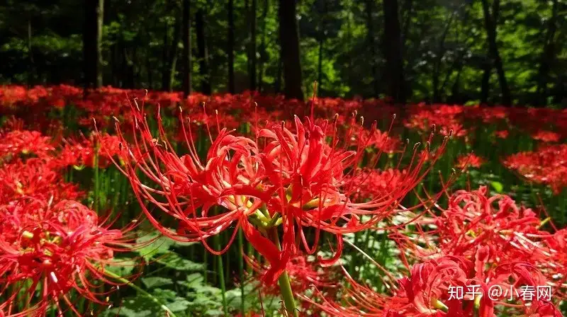 错过等一年 这个周末将迎来日本最大彼岸花花海 知乎