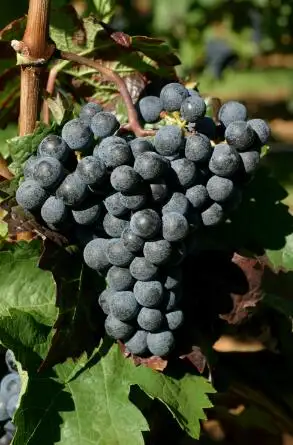 蛇龙珠中国自己的酿酒葡萄品种