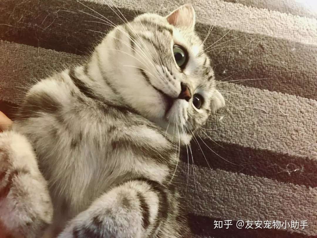 猫咪真的会落枕吗 知乎