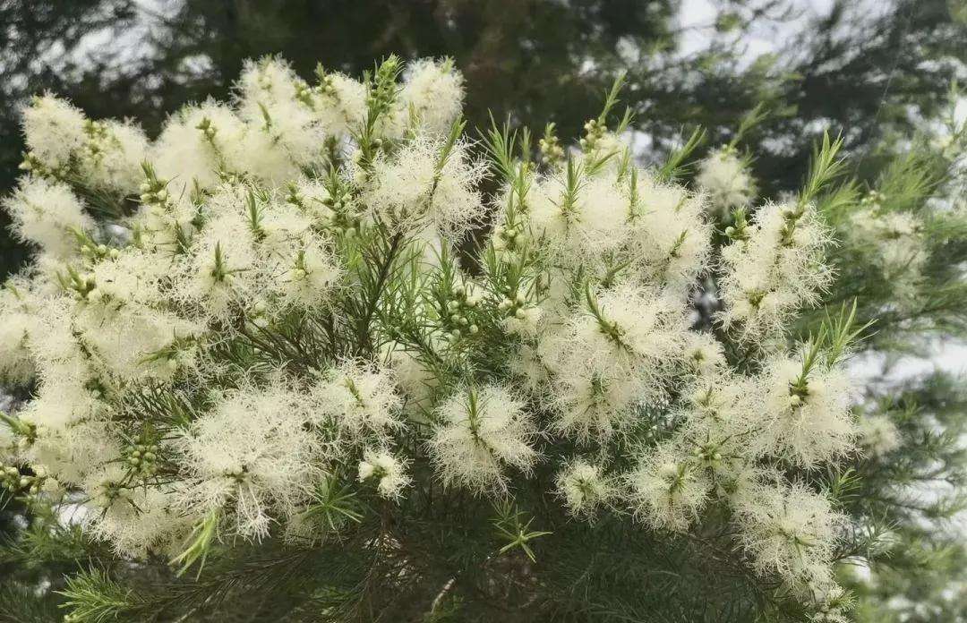 市面上形形色色的精油，对猫安全吗？ - 知乎