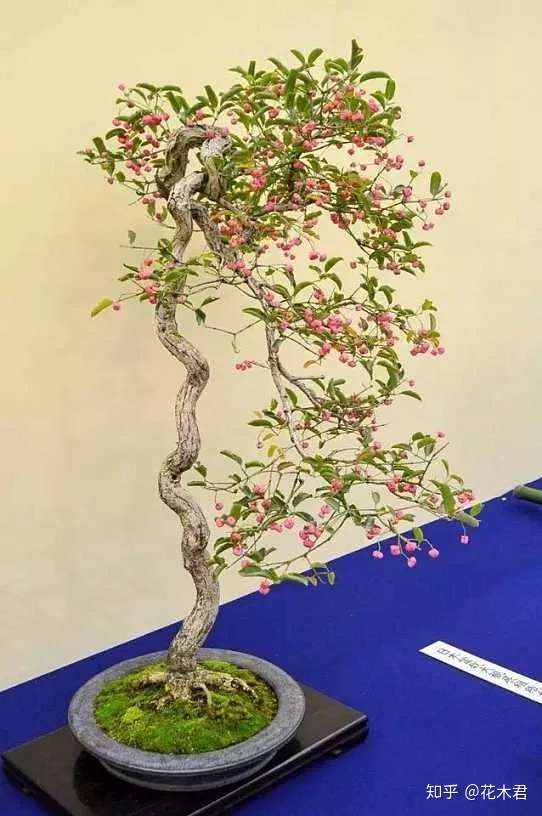 盆景鉴赏 进口日本真弓盆栽和桃叶卫矛盆景的鉴赏 知乎