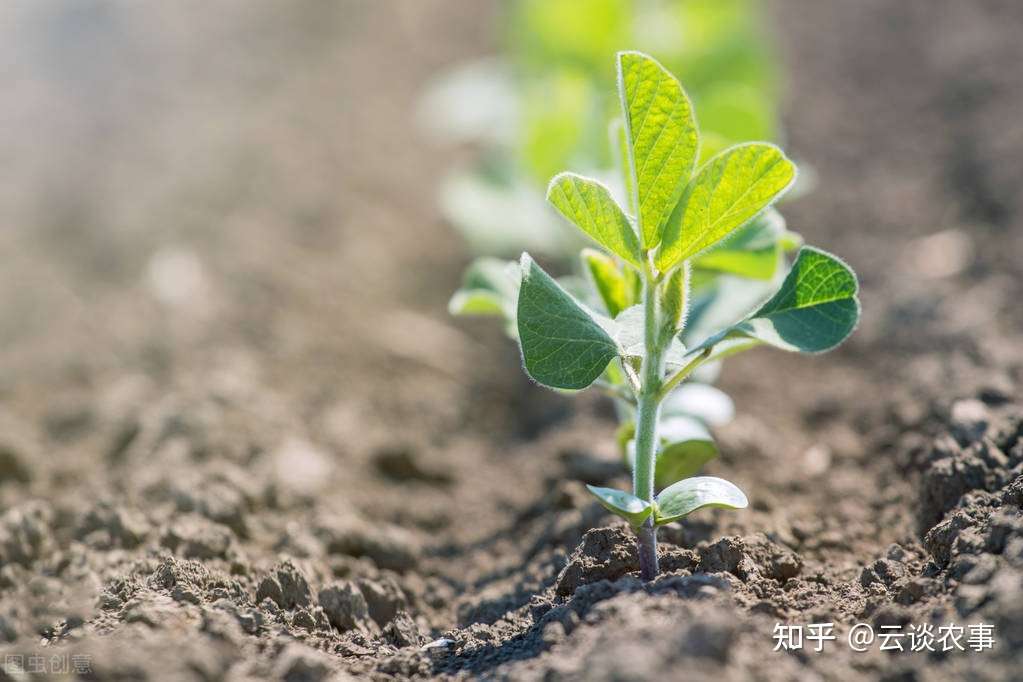 农技科普 大豆种植技术 知乎