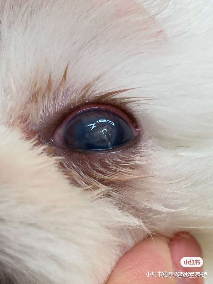 狗狗色素性角膜炎图片