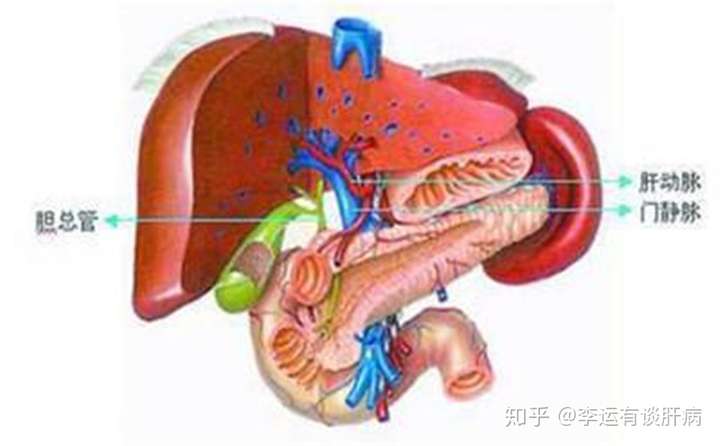 脾肿大的早期症状图片图片