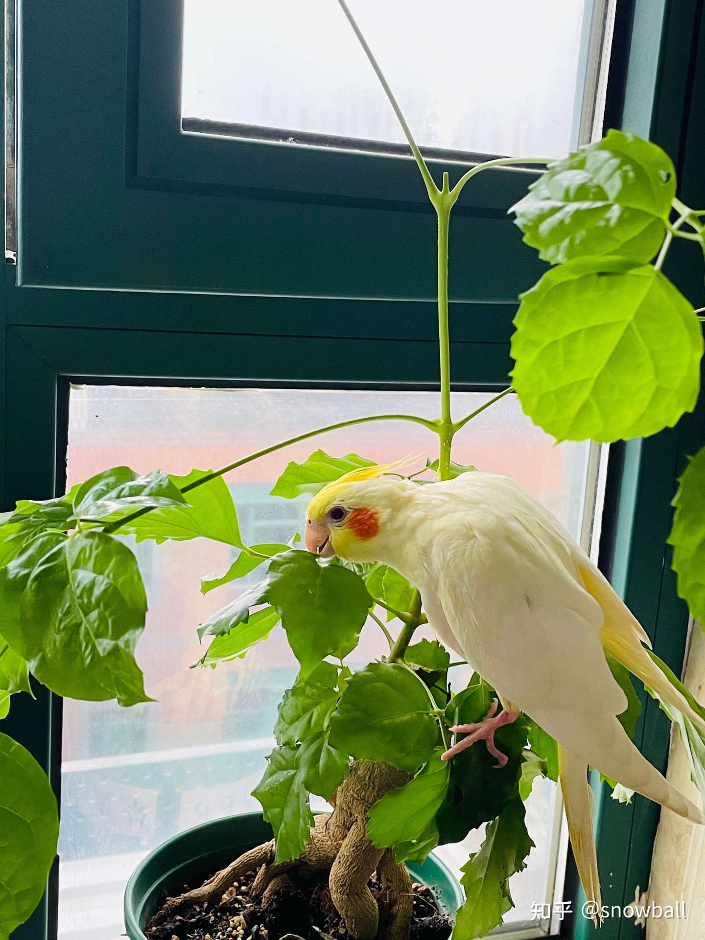 我不吃就尝尝味道 知乎