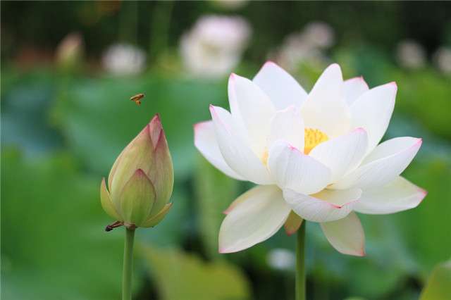 10大荷花常见品种 艳压整个夏天 你认识几种 知乎