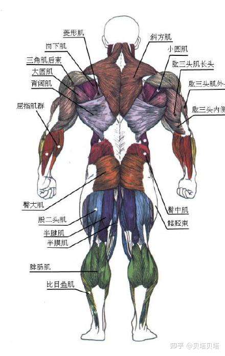 上背训练 这一篇就够了 上背训练41式 知乎