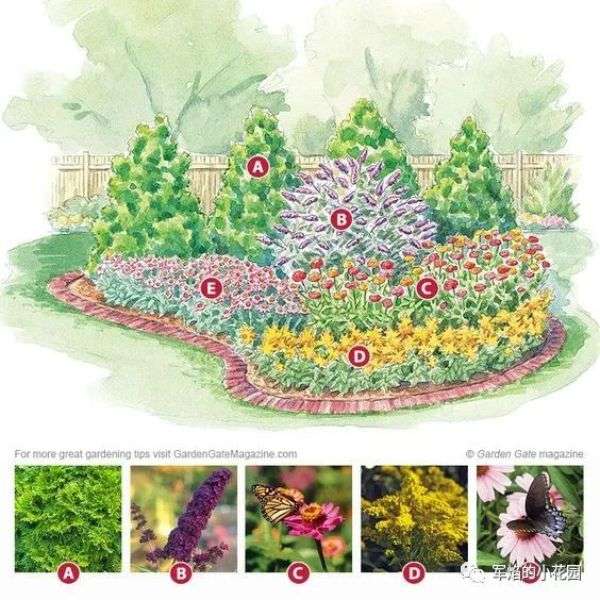 松果菊 花园中的宝石 花园植物 知乎 松果菊 花园中的宝石 花园植物 知乎