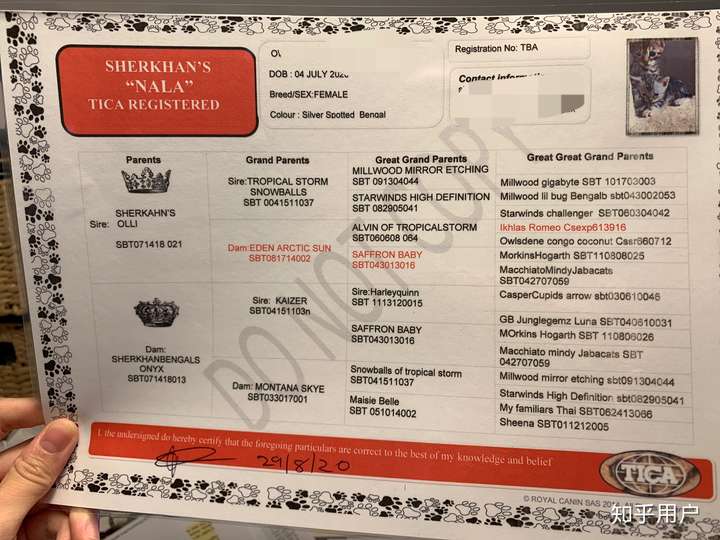 如何挑选一只孟加拉豹猫