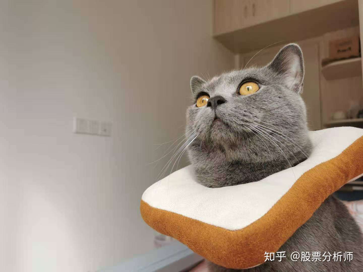 英短蓝猫到底有多好养 知乎