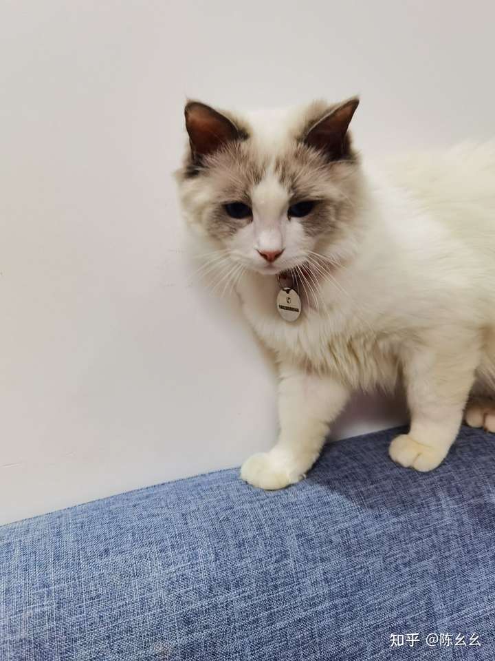 如何让养的猫大早上不喊你?