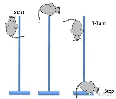 动物爬杆回避实验polejumptest方法介绍