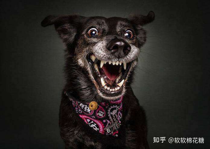 半路遇 恶犬咬人 别慌 打它这几个弱点 能成功自救 知乎