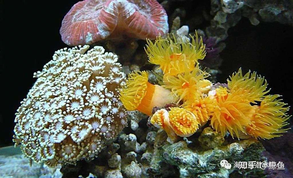 珊瑚 珊瑚虫 珊瑚礁 傻傻分不清 我来告诉你 知乎