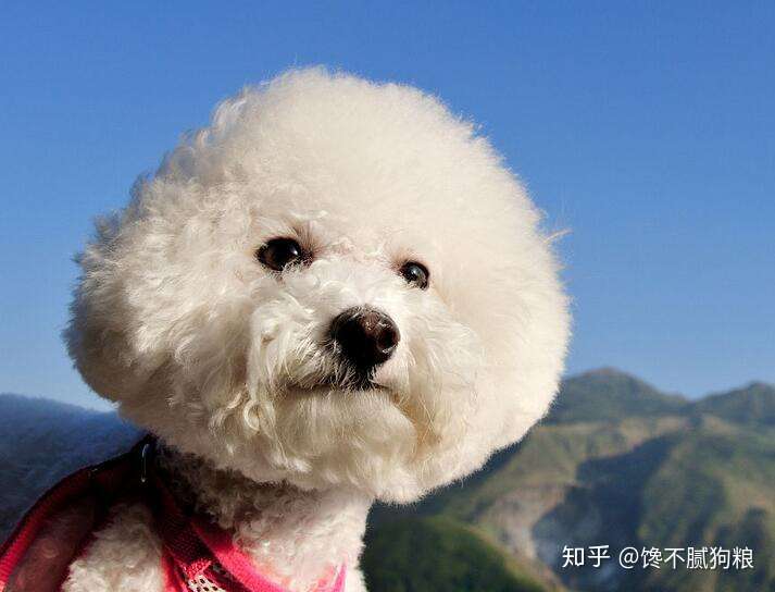 养比熊犬 主人别犯这6件事 最忌讳了 知乎