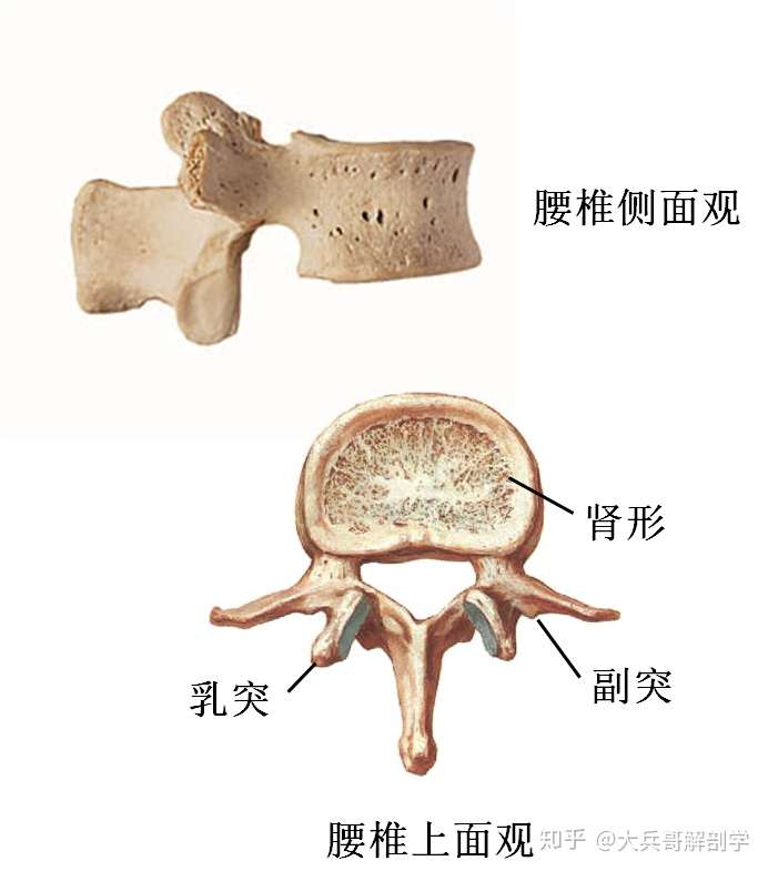 第4课 骨各论 躯干骨 知乎