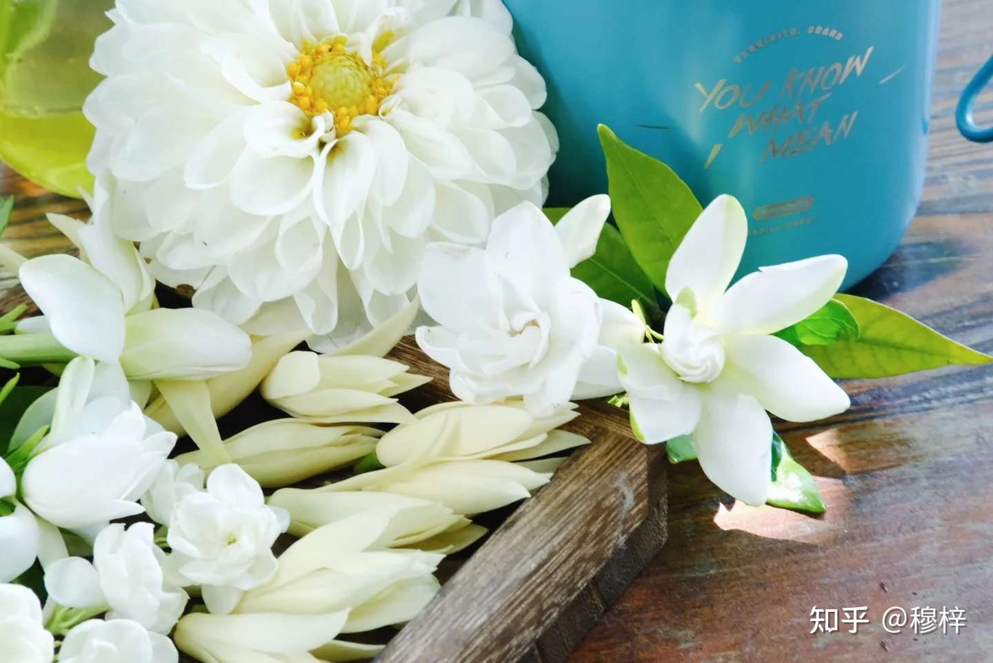 栀子花 白兰花 茉莉花 初夏三白 知乎