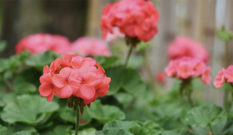 花中楷模天竺葵 一年开花300天 知乎