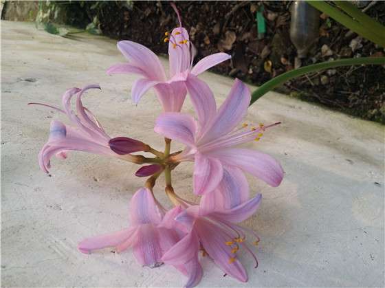 粉蓝色的 百合 你见过吗 美的让人心醉 知乎