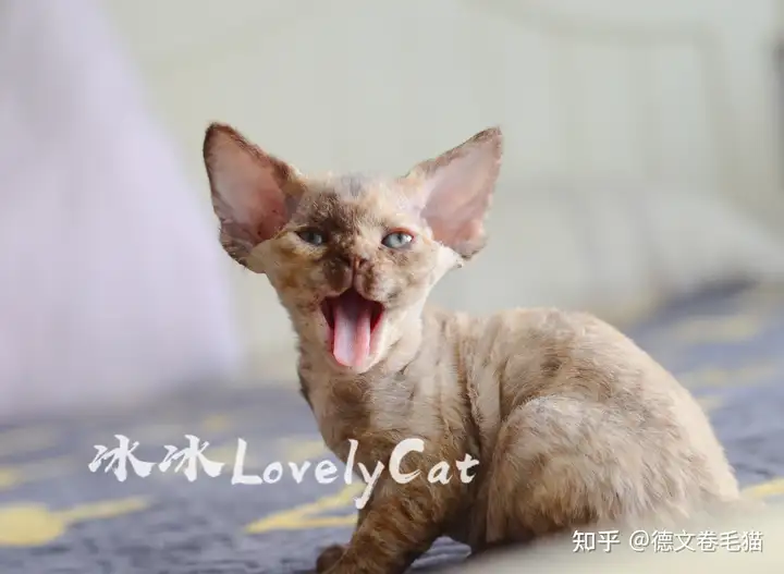 猫咪频繁掉毛的原因有哪些？（猫咪掉毛严峻的原因）