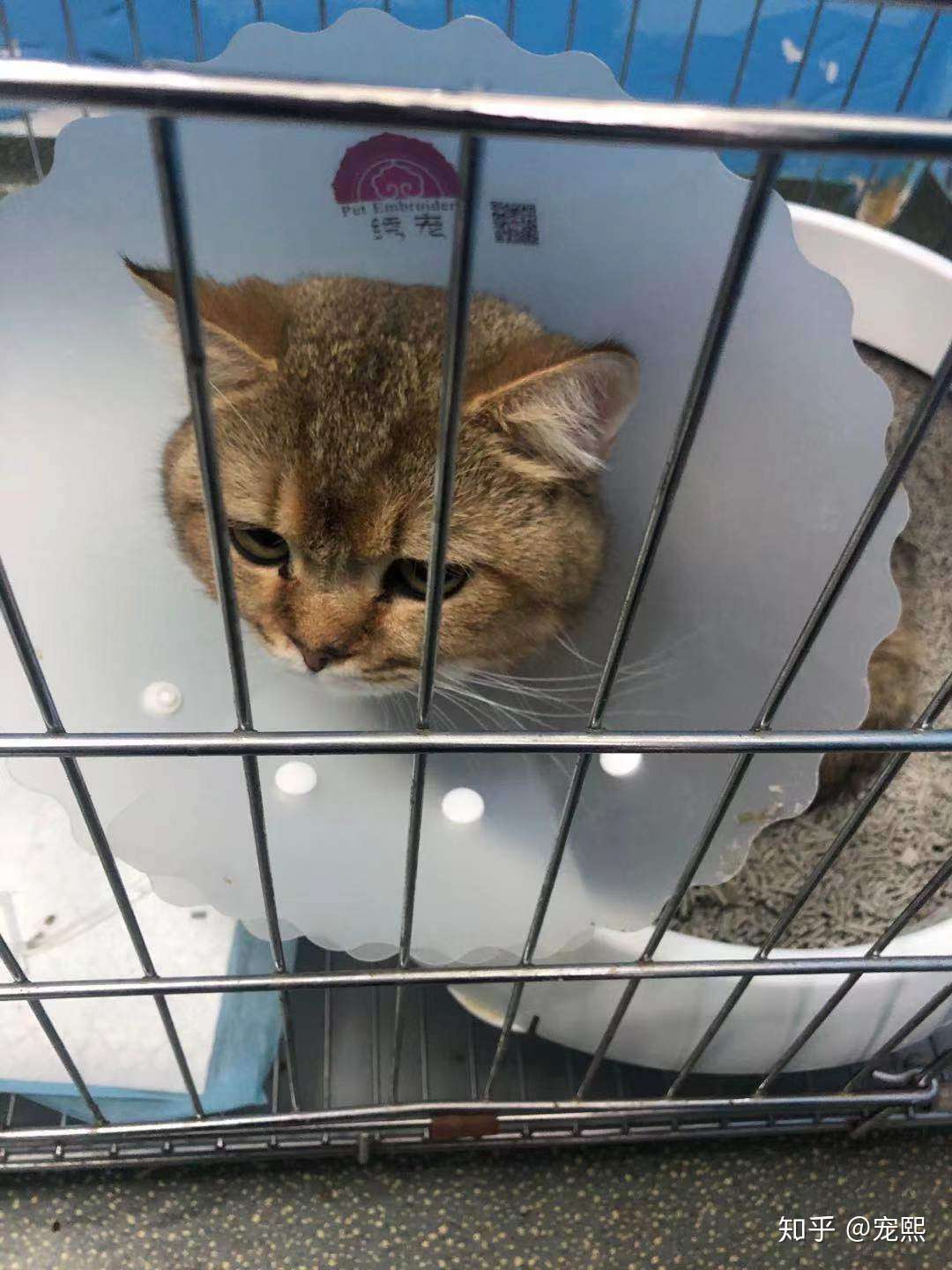 宠熙科普猫咪自发性膀胱炎治愈经验- 知乎