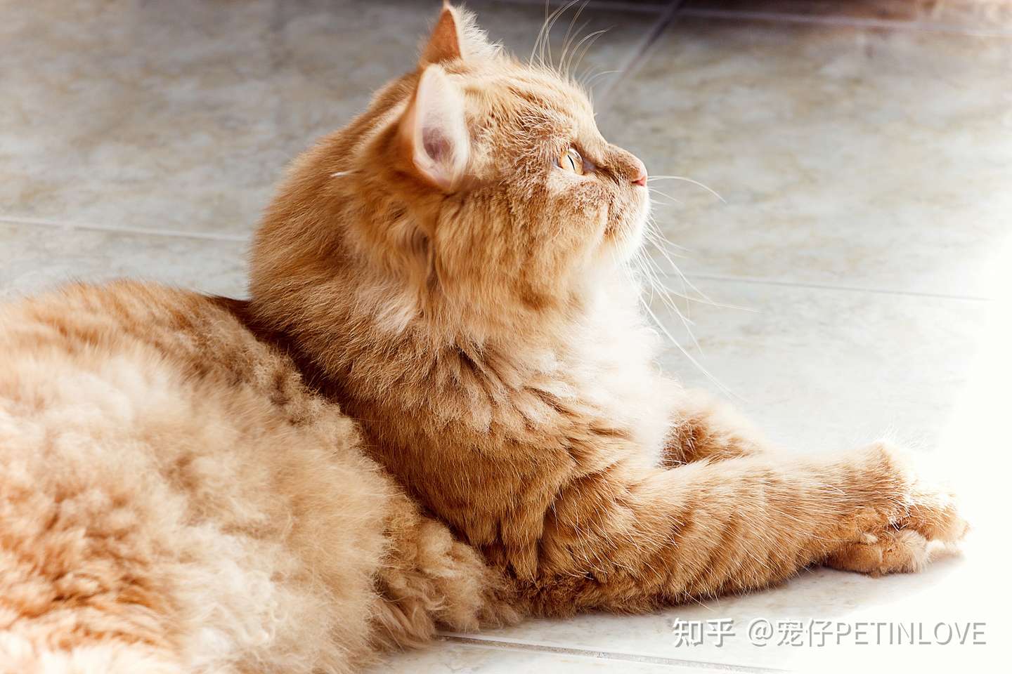 如何提高猫咪的抵抗力 知乎