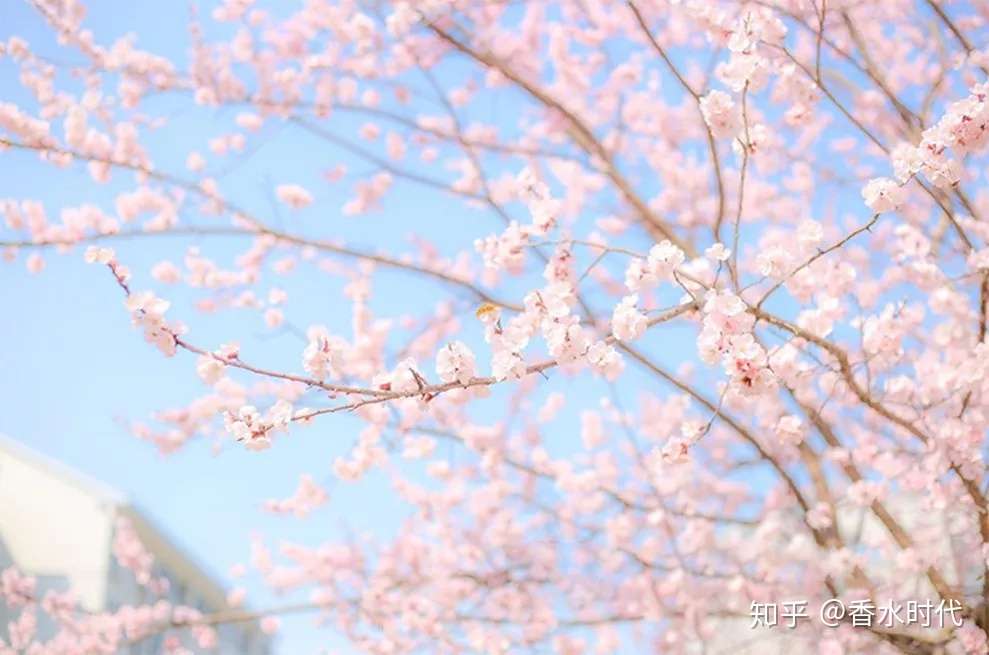 香水vs 真实花香 什么香水的花香气味最真实 知乎