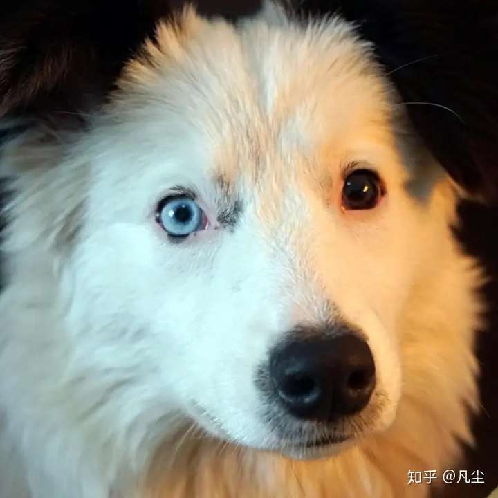 这条边牧可以吗,我很喜欢但是两眼睛是蓝眼有点担心,不会失明吧?