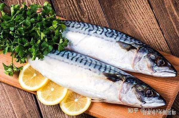 威海运都 海洋里的 狼群 鲭鱼 知乎