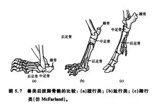 为什么猫踮着脚走路 人却用后跟走路 睡前科学故事 知乎