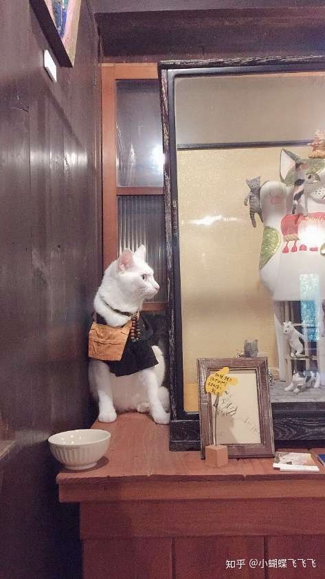 日本京都的猫猫寺 住持大人真的就是一只喵星人 知乎