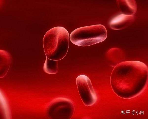 为什么哺乳动物的成熟红细胞一般没有细胞核