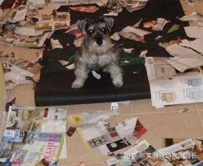 狗狗为什么啃家具或沙发 知乎