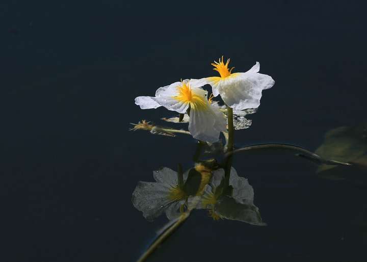 网红海菜花重现大理洱海,你对大理还有哪些印象深刻的旅行记忆?