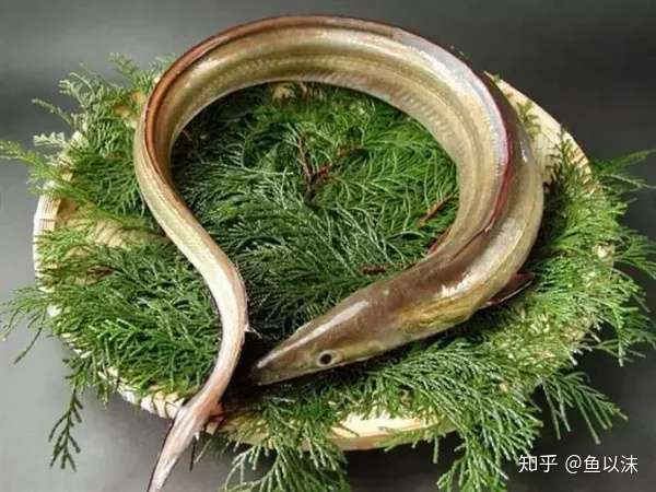 全身透明的鱼，是魔鬼？还是天使？ - 知乎