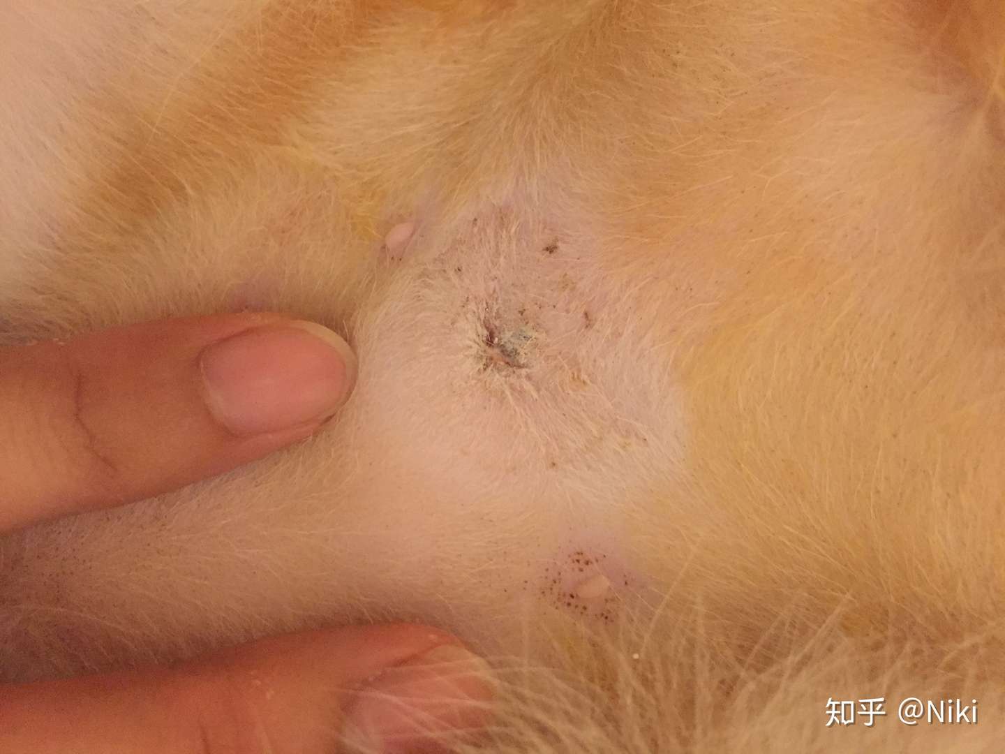 小母猫绝育手术和恢复过程详细记录 江苏无锡 知乎