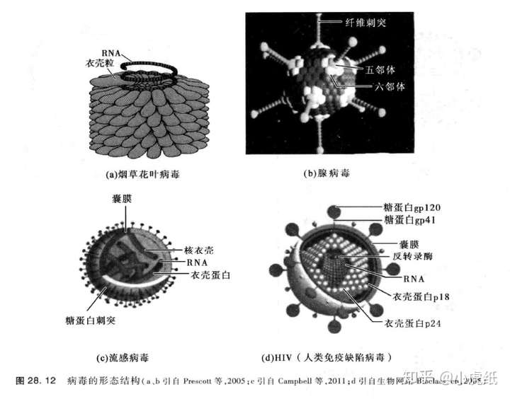 RNA病毒的类型