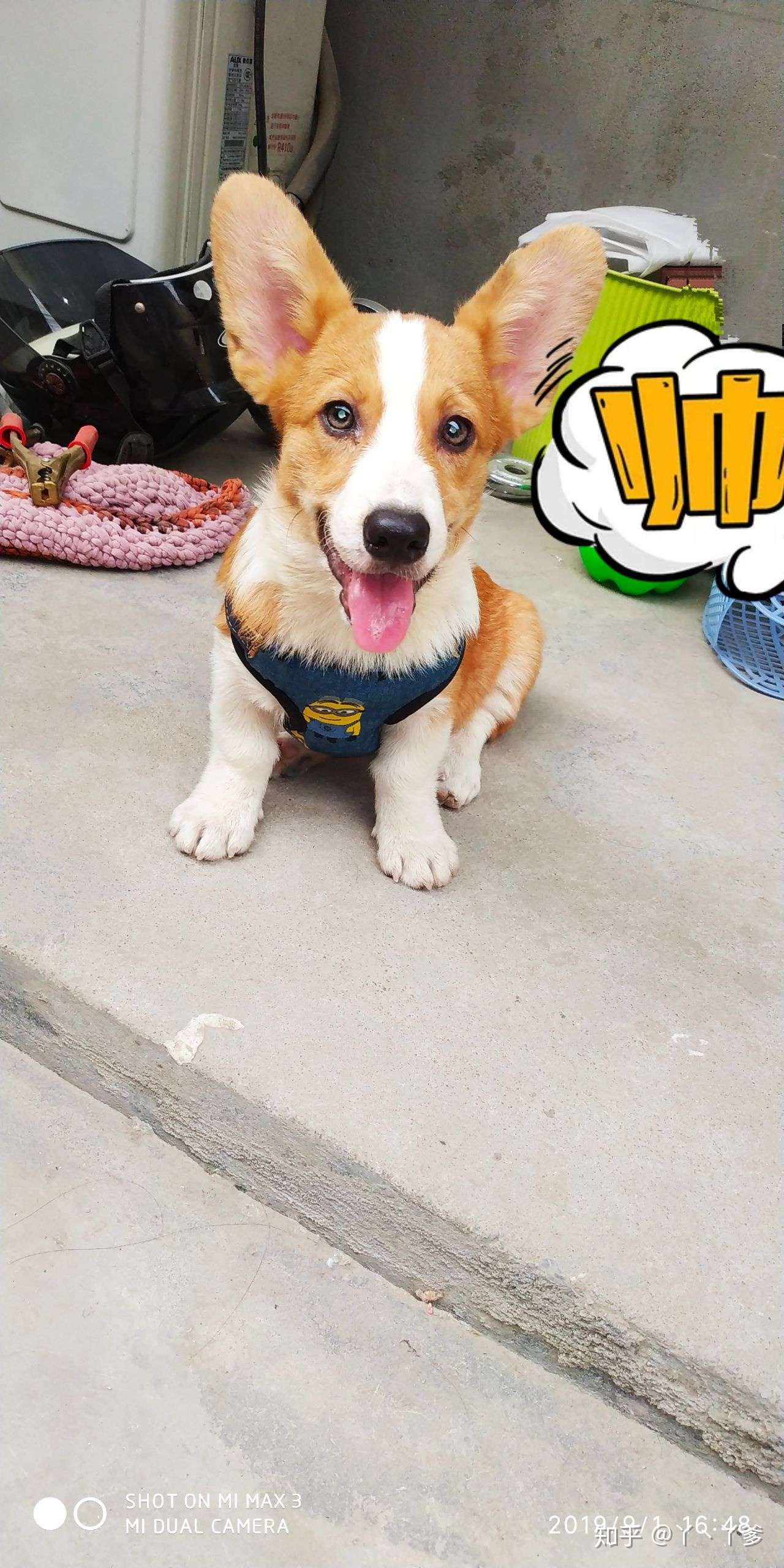 记录下我家柯基得细小的过程 知乎