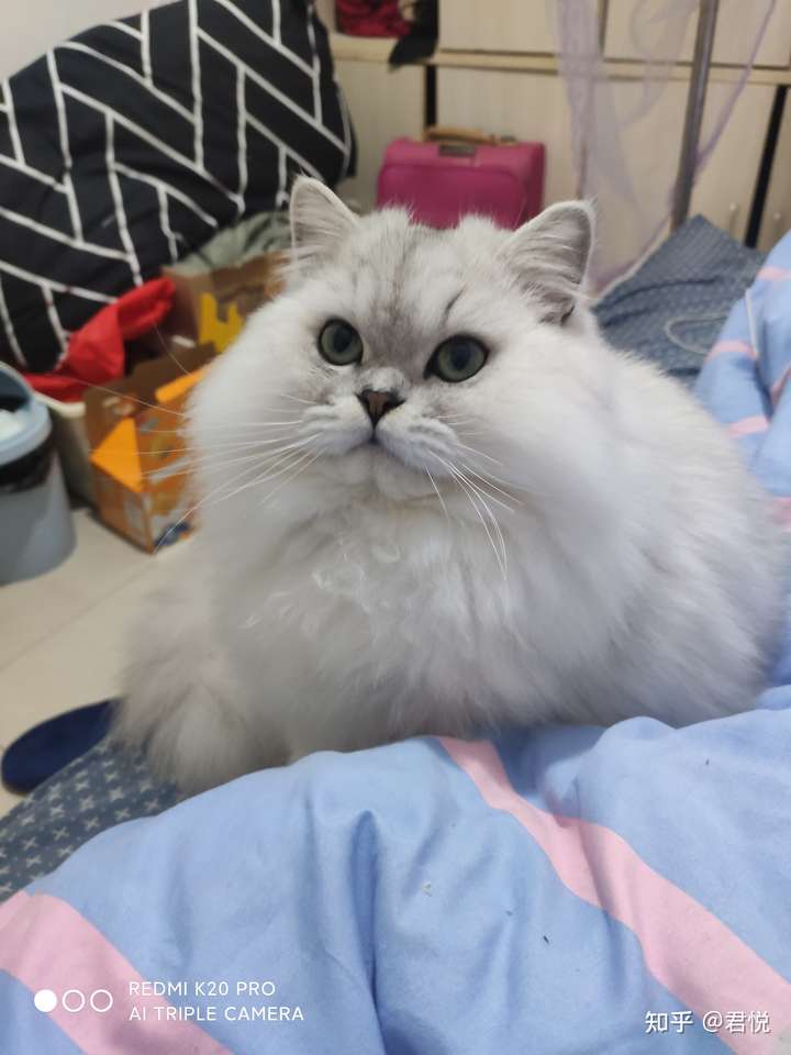 养了一只英短,现在想再养一只猫,请问养什么品种的比较好?