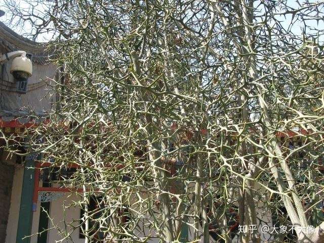 哪种植物作为围墙植物防盗效果好?