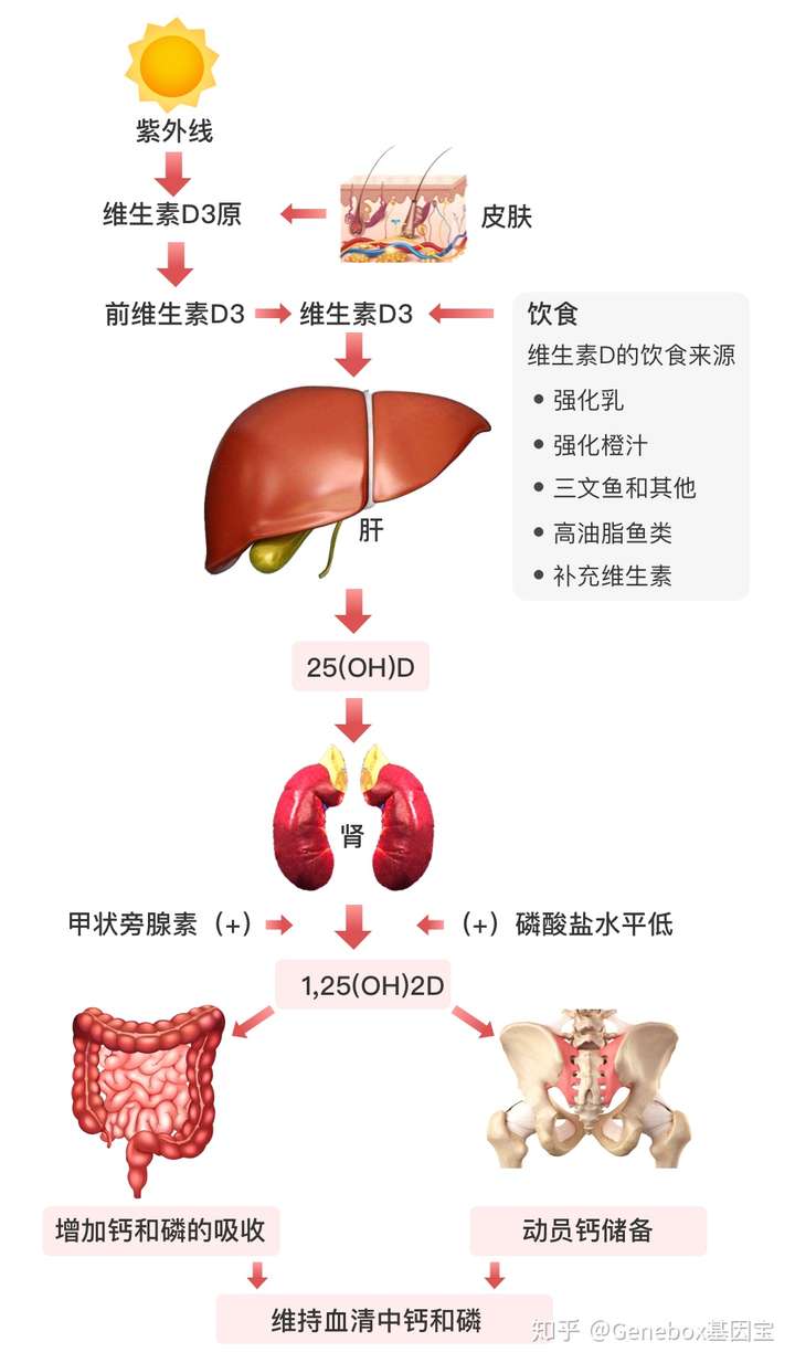 维生素d可以在体内储存多久?