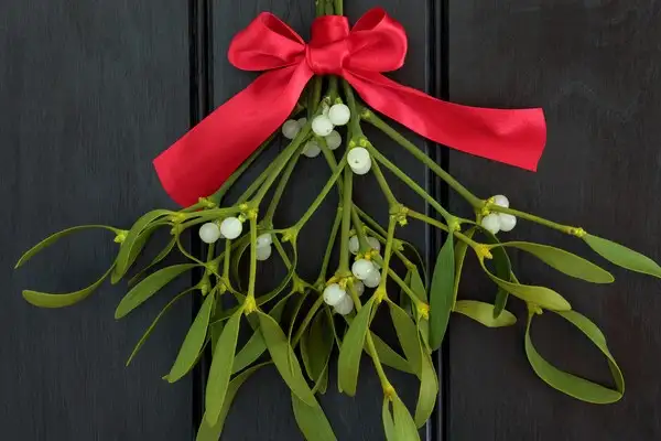 12月下旬诞生花 知乎