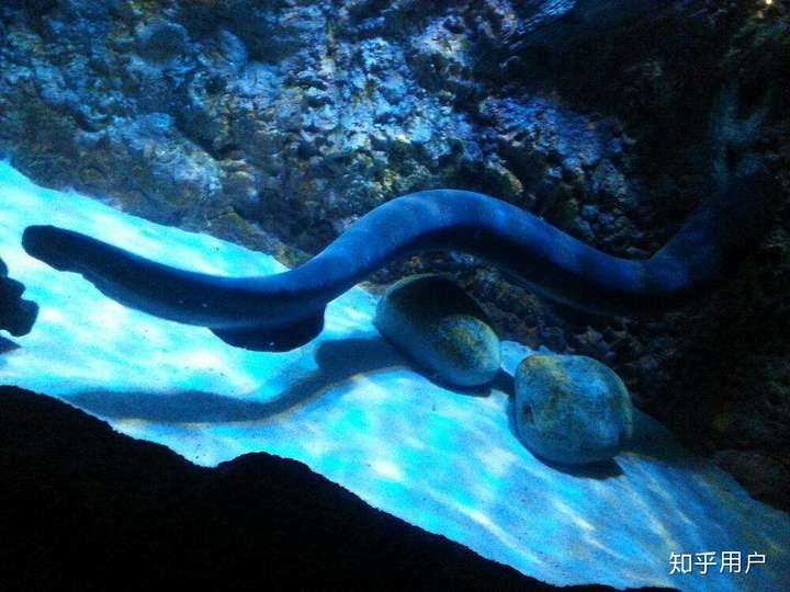 吴亦凡为什么被网友叫做「加拿大电鳗」?