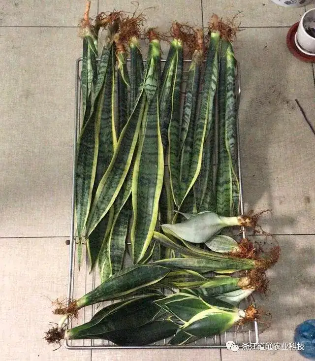 虎皮兰夏季养护技巧，做对了，叶片肥厚挤爆盆！-虎皮兰夏天怎样施肥