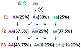 当一个杂合体 aa 自交时,遵循孟德尔遗传定律,下一代将出现 aa,aa,aa