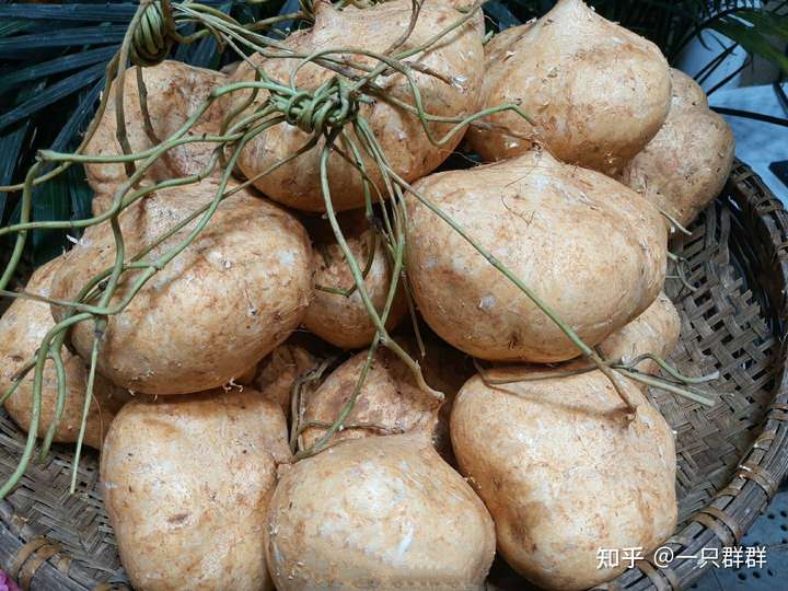 既是水果又是蔬菜,既能生吃又能做成菜,外形像豌豆实际像地瓜的你知道是什么吗?