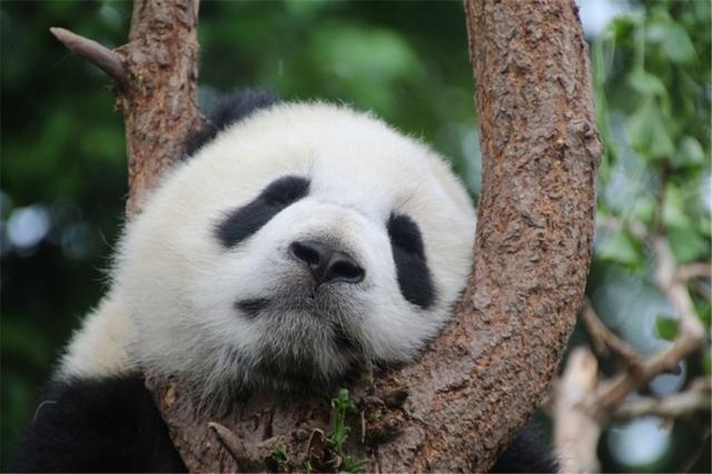 黑竹沟发现一大熊猫 都以为它只吃竹子 没想到还吃山羊 食蜂蜜 知乎