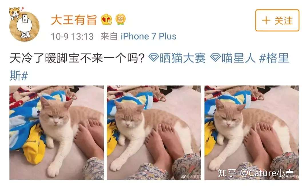 猫咪怎么猫冬 知乎