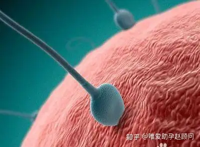 成都正规助孕机构（试管移植之后，胚胎在干嘛？）